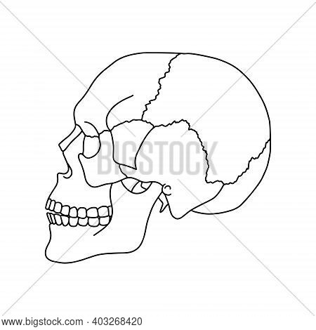 A Human Skull, Drawn By Lines On White Background. Vector Stock Illustration.