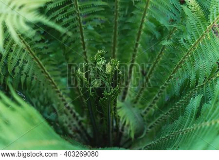 A Young Fern. Macro Photography Of Green Fresh Fern Petals. Beautiful Fern Leaves, Natural Floral Ba