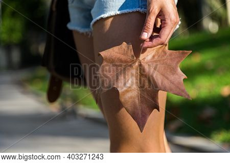 Girl In Shorts Holding Brown Maple Leaf In Park On Sunny Day.