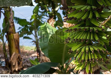 Bunch Of Green Bananas In A Plantation Of The North Of Tenerife, Canary Islands