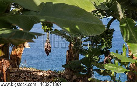 Bunch Of Green Bananas Hanging At The Sea Background In A Plantation Of The North Of Tenerife, Canar