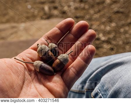 Mans Hand Holding Brown Acorns In A Fall Park