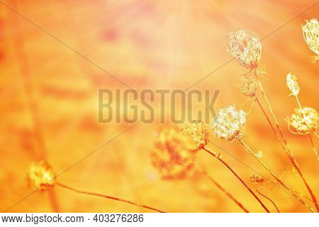 Abstract Yellow Background. Dry Grass On A Warm Background. Blurred Natural Background.warm Natural 