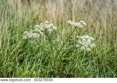 Closeup Of Seed And White Flowers Of Common Hogweed Uncultivated Growing In The Wild Dutch Nature. S