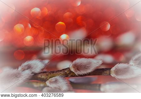Abstract Natural Background With Bokeh. Blurred Willow Flowers Background. Tender Natural Background
