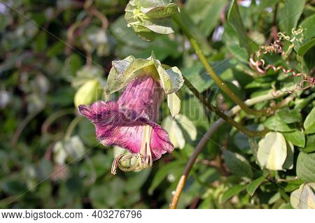 Cobaea Is A Genus Of Flowering Plants Including About 20 Species Of Rapid Growing, Ornamental Climbe