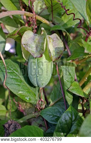Cobaea Fruit. Cobaea Is A Genus Of Flowering Plants Including About 20 Species Of Rapid Growing, Orn