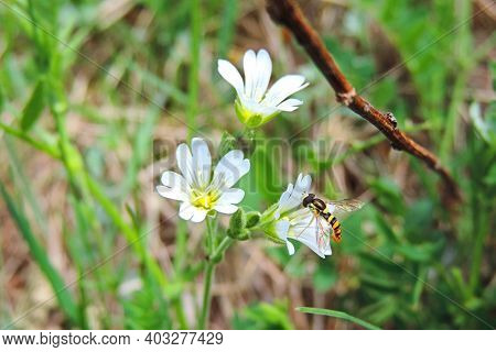 Close Up Of Bee Pollinating White Forest Flower.