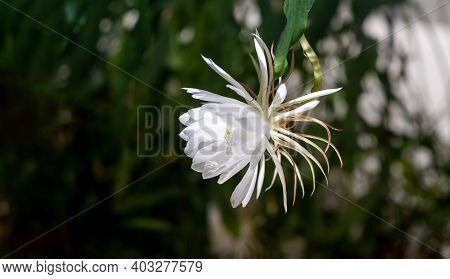 Side View Of A White Blossom Of The Queen Of The Night (epiphyllum Oxypetalum) Cactus Plant, Night B