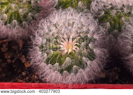 Flower Close-up Of Fluffy Cactus Espostoa, Top View