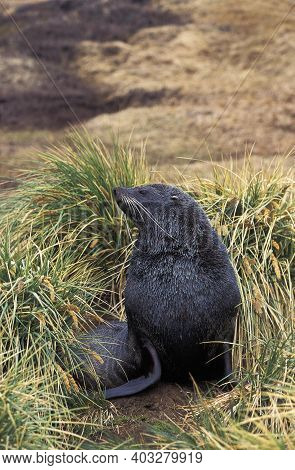 Antarctic Fur Seal, Arctocephalus Gazella, Adult Standing In Long Grass 350098 Gerard Lacz