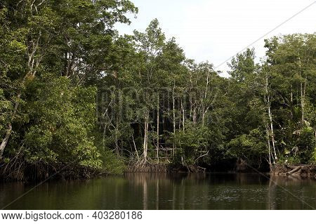 Forest And River At Orinoco Delta In Venezuela