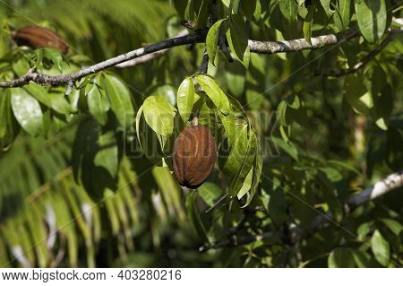 Fruit Of Tree Called Water Cocoa, Orinoco Delta In Venezuela