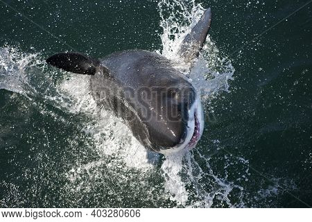 Great White Shark, Carcharodon Carcharias, Adult Breaching, False Bay In South Africa