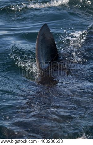 Great White Shark, Carcharodon Carcharias, Adult Breaching, False Bay In South Africa