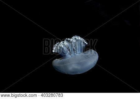 Blubber Jellyfish Or Blue Jellyfish, Catostylus Mosaicus, Adult Against Black Background, Australia