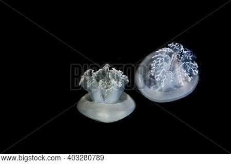 Blubber Jellyfish Or Blue Jellyfish, Catostylus Mosaicus, Adult Against Black Background, Australia