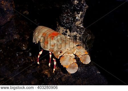 Shoveller Crayfish, Scyllarides Elizabethae, South Africa Shoveller Crayfish, Scyllarides Elizabetha