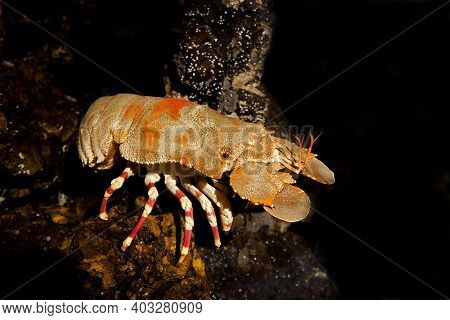 Shoveller Crayfish, Scyllarides Elizabethae, South Africa Shoveller Crayfish, Scyllarides Elizabetha