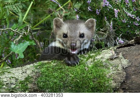 Stone Marten Or Beech Marten, Martes Foina, Adult, Normandy