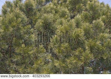 Shortleaf Pine (pinus Echinata). Called Shortleaf Yellow Pine, Southern Yellow Pine, Yellow Pine, Sh