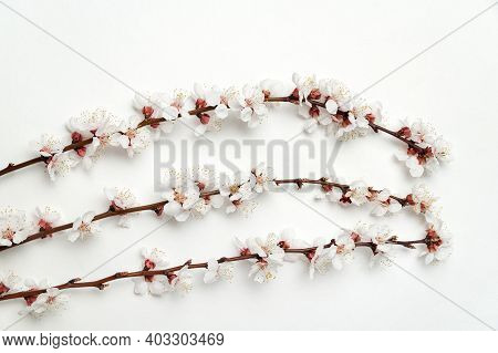 Three Blooming Apricot Branches On White Background. Flowering Apricot Tree