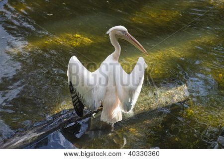 pelican