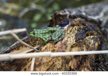 Frosch