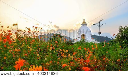 Stunning Golden Hour At World Peace Pagoda In Pokhara, Nepal. Beautiful Orange Flowers Bloom In The 