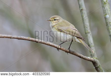 Common Chiffchaff (phylloscopus Collybita) Posing On Small Dry Twig In Early Spring Time With Clean 