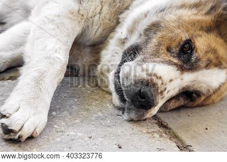 Еhe Dog Lies On The Concrete Pavement. Breed Central Asian Shepherd Dog (alabai)