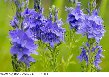 Veronica teucrium flowers on the field in summertime. Many delicate small spiked blossoming plants.