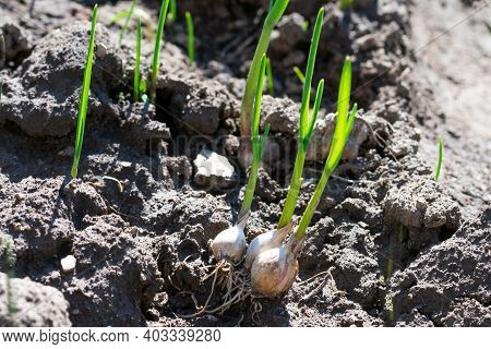 Rooted Garlic Bulbs Are Growing On Ground. Juicy Green Sprouts Of Garlic Planted In Garden. Growing 