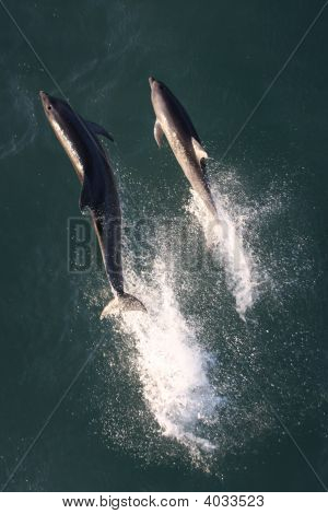 Delfini