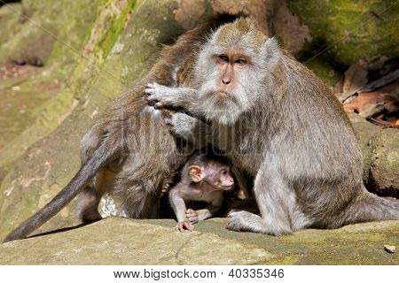 Famiglia di macaco
