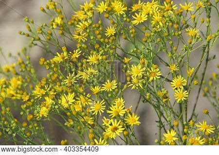 Flowers Of Jacobaea Vulgaris. Yellow Flowers Of Senico Jacobaea Blossoming In Garden. Jacobaea Vulga