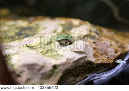 A Tiny Baby Grey Treefrog Froglet Is Resting On A Large Rock In A Backyard Pond.