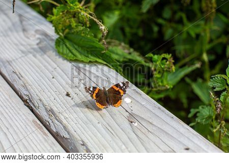 A Brown Orange Butterfly Sitting On Wooden Fence Next To Green Trees