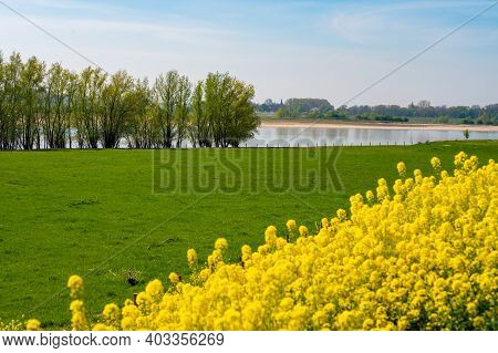 Spring Nature Landscape With Yellow Blossom Of Rapeseed Plants In Sunny Day In Betuwe, Gelderland, N