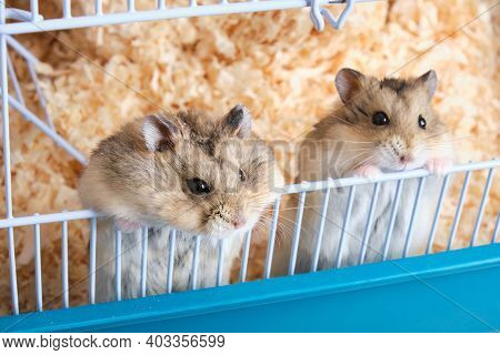 Two Cute Dzungarian Hamsters Peeking Out Of A Cage With Sawdust