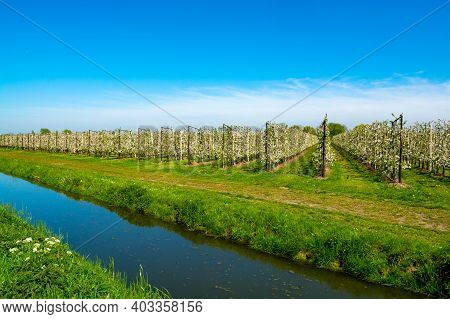 Rows With Blossoming Apple Fruit Trees In Springtime In Farm Orchards In Sunny Day, Betuwe, Netherla