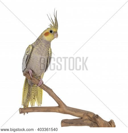 Female Cockatiel Bird Aka Nymphicus Hollandicus, Sitting Side Ways On Wooden Branch. Isolated On Whi