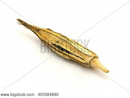 Matured And Dried Okra Pod For Saving Seeds Studio Shot Isolated On White Background