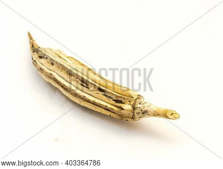 Matured And Dried Okra Pod For Saving Seeds Studio Shot Isolated On White Background