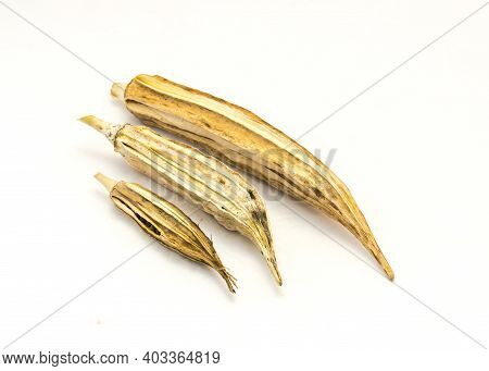 Three Matured And Dried Okra Pod For Saving Seeds Studio Shot Isolated On White Background