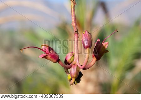 The Flower Of The Kigelia Tropical Tree, Or The Sausage Tree (lat.- .kigelia)