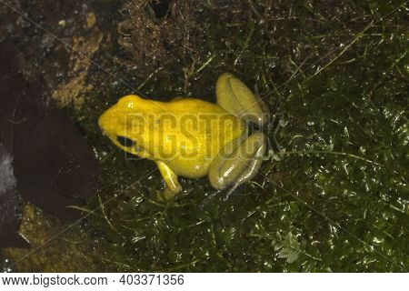 Golden Poison Frog (phyllobates Terribilis) In Zoo.