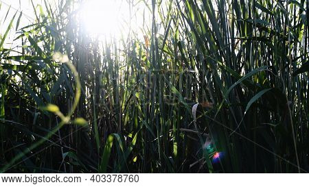 Blurry Bright Sunlight With Lens Flares Shine Through Tangled Reeds Of Overgrown Lake Shore. Relaxin