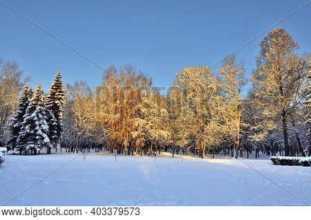 Beauty Of Winter Nature In Snowy Park At Sunset. The Sun's Rays Painted The Snow-covered Trees In Go