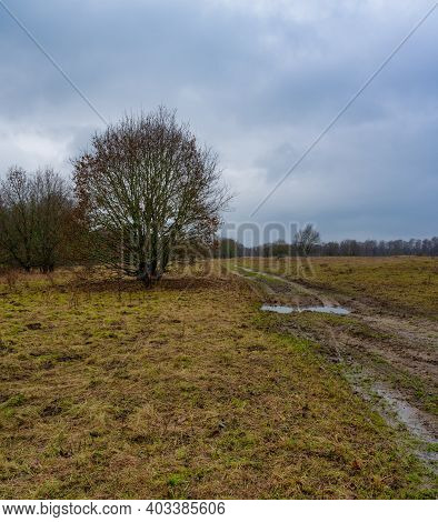 A Tree And A Dirt Road At A Moor. Dramatic Sky In The Background. Picture From Revingehed, Scania Co